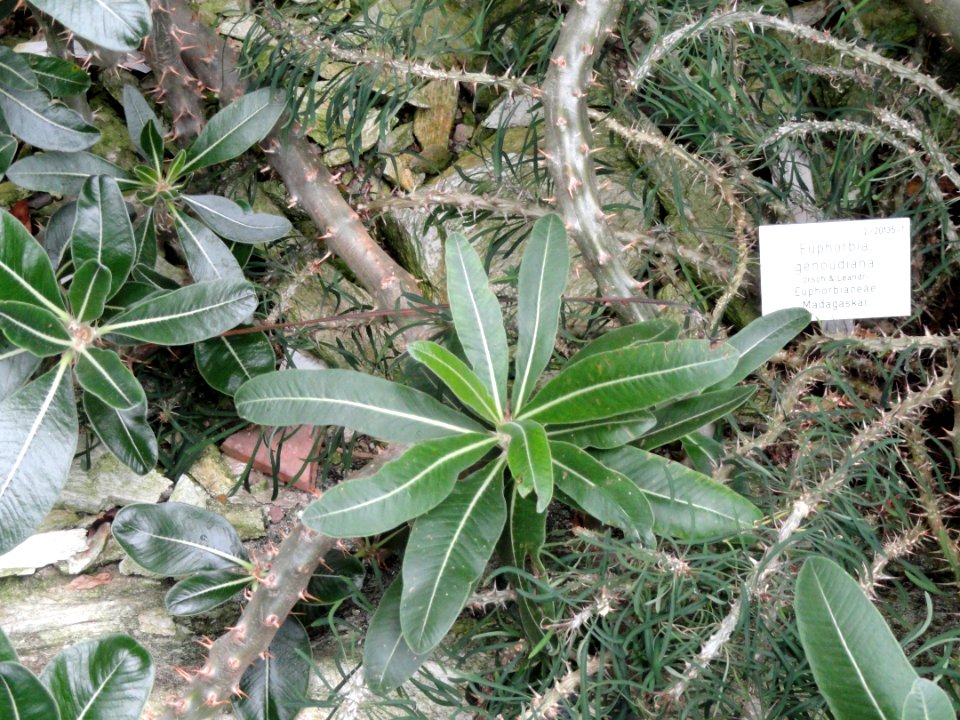Euphorbia genoudiana - Palmengarten Frankfurt - DSC01661