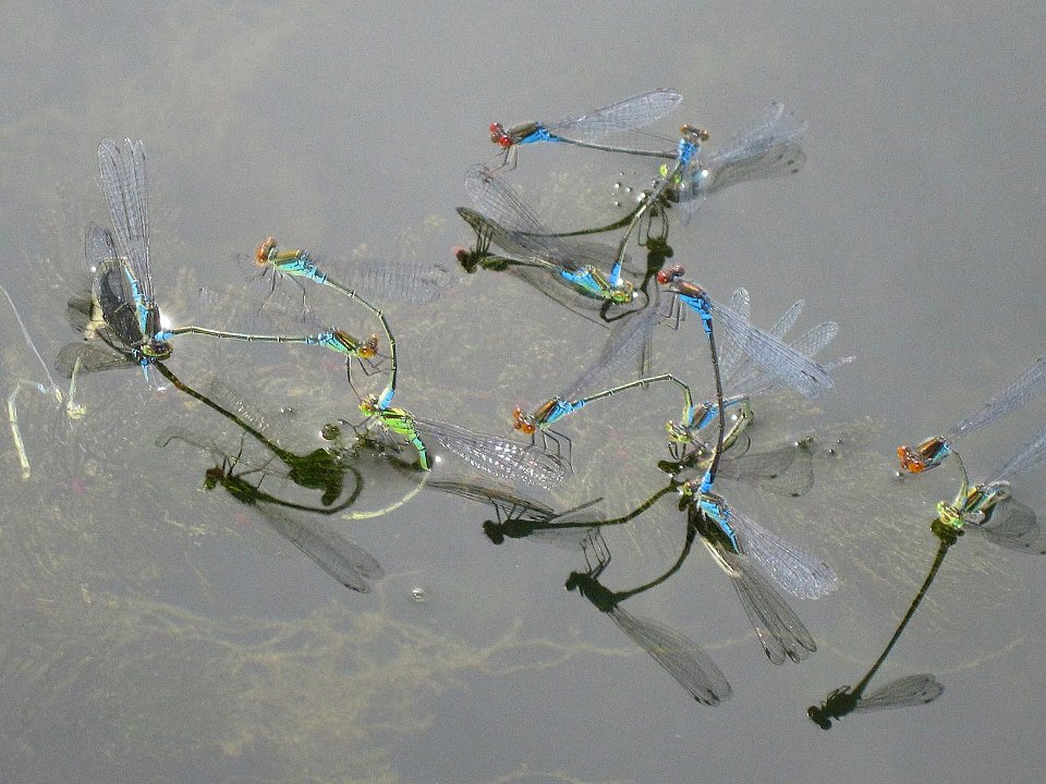 Erythromma viridulum (Small Red-eyed Damselfly), Arnhem, the Netherlands