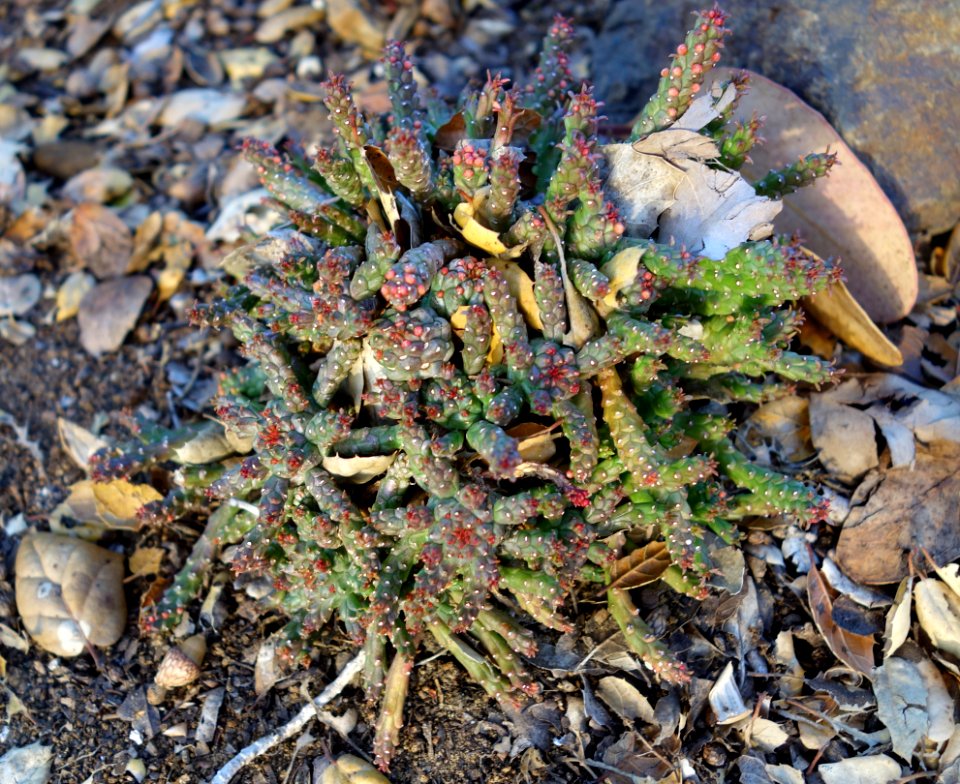 Euphorbia flanaganii - San Luis Obispo Botanical Garden - DSC05943