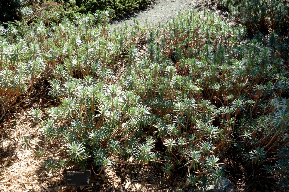 Euphorbia characias subsp. wulfenii - Leaning Pine Arboretum - DSC05723