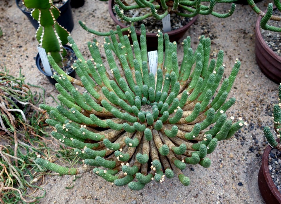 Euphorbia inermis - Botanischer Garten - Heidelberg, Germany - DSC01326