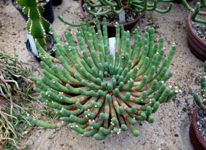 Euphorbia inermis - Botanischer Garten - Heidelberg, Germany - DSC01326