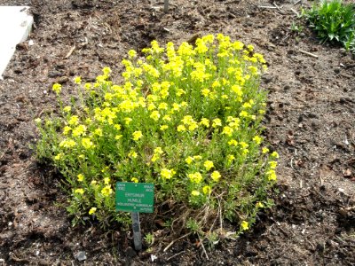 Erysimum ochroleucum - Copenhagen Botanical Garden - DSC07665