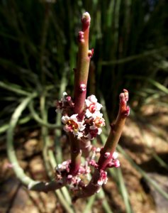 Euphorbia antisyphilitica