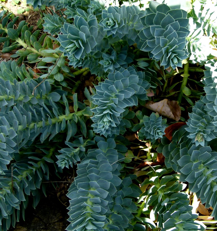Euphorbia myrsinites Parc floral 3