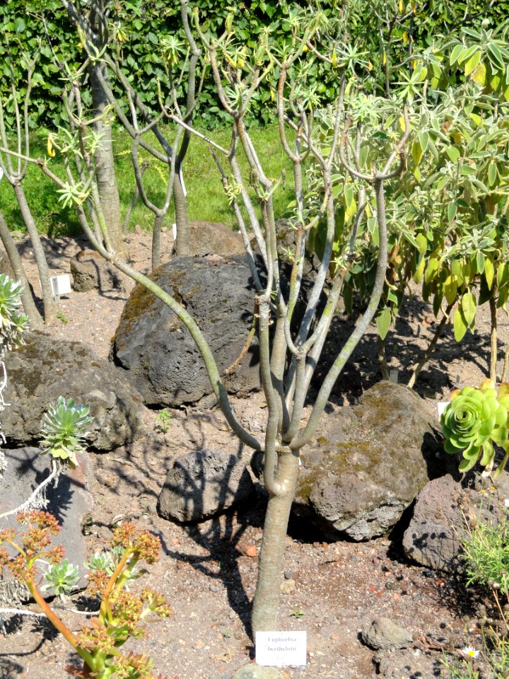 Euphorbia berthelotii - Botanischer Garten, Frankfurt am Main - DSC03150