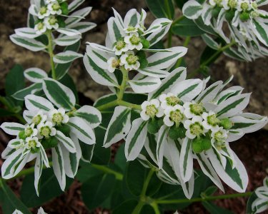 Euphorbia marginata, 2020-09-07, Beechview, 03