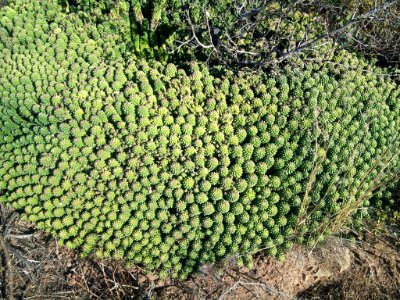 Euphorbia caput-medusae - Signal Hill - Cape Town 3 photo