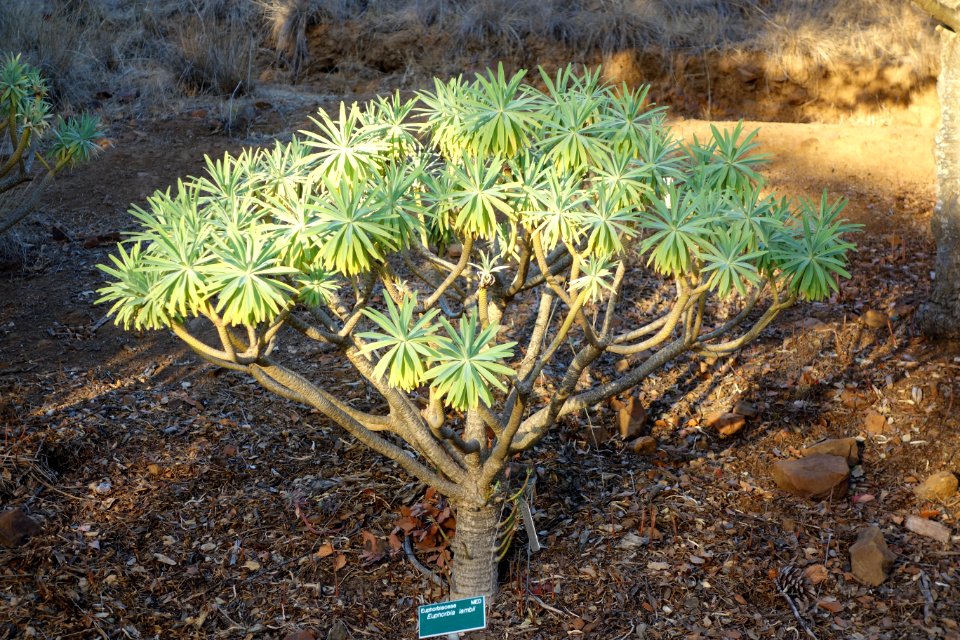 Euphorbia bourgeana (Euphorbia lambii) - San Luis Obispo Botanical Garden - DSC06094
