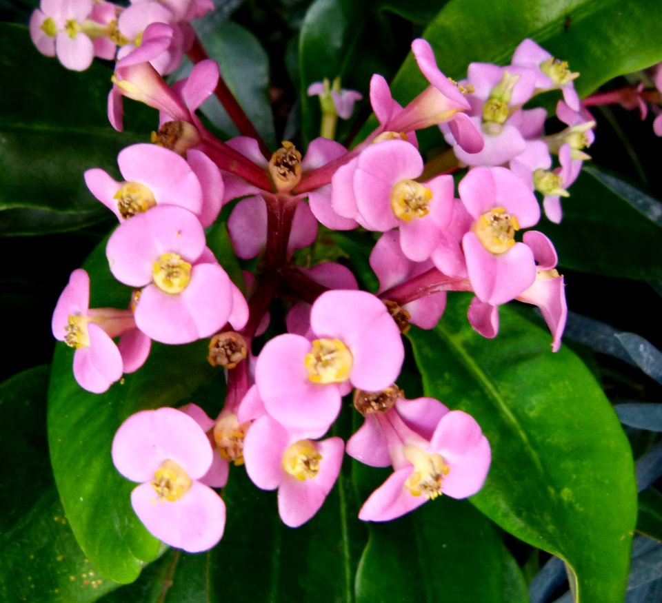 Euphorbia leuconeura 2