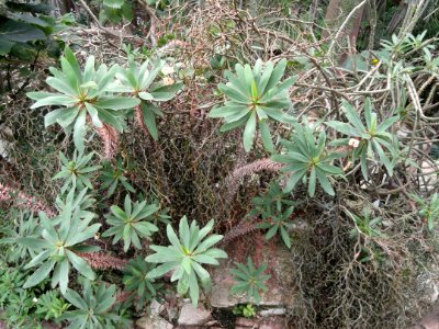 Euphorbia didiereoides - Palmengarten Frankfurt - DSC01667