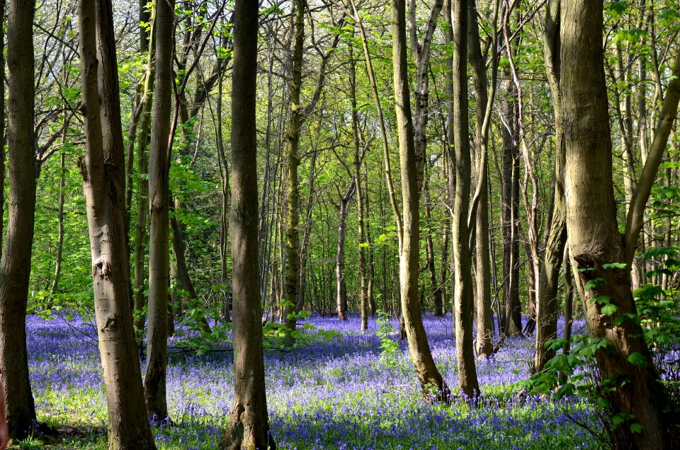 Woods forest blue
