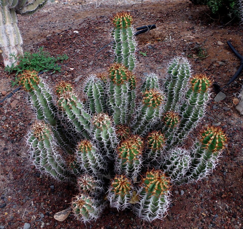 Euphorbia avasmontana - originaire de Namibie