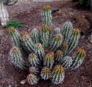 Euphorbia avasmontana - originaire de Namibie