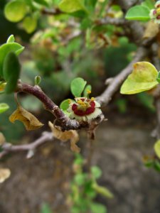 Euphorbia misera