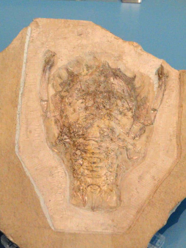 Eryon arctiformis - Royal Ontario Museum - DSC09989