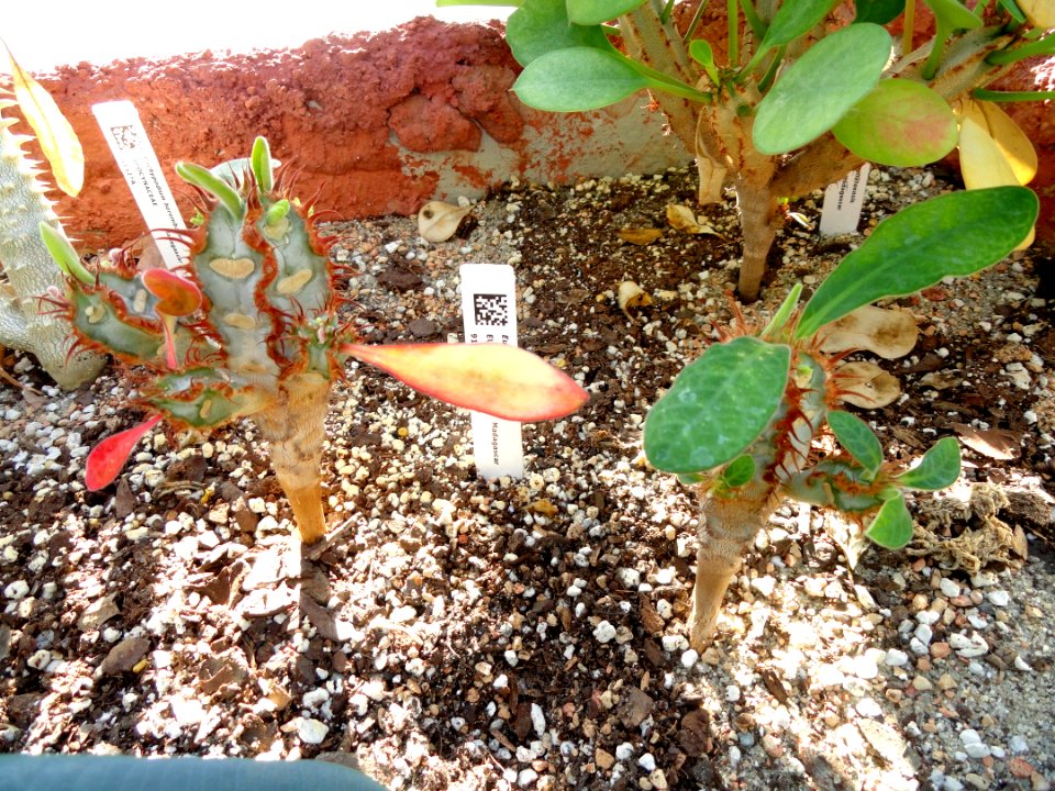 Euphorbia iharanae - Lyman Plant House, Smith College - DSC04306
