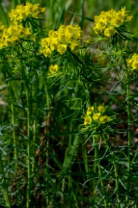 Euphorbia cyparissias2