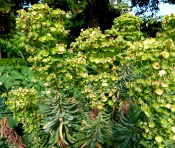 Euphorbia characias Jardin des Plantes 2