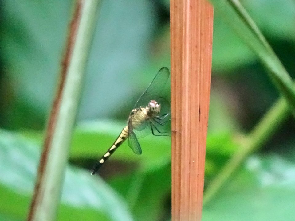Erythrodiplax kimminsi