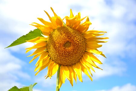 Sunny dacha nature