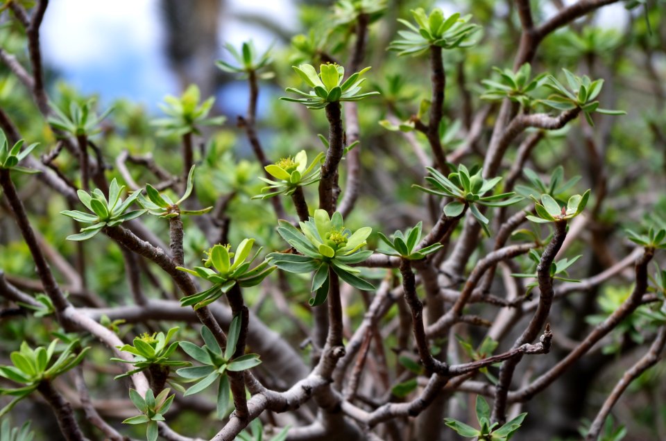 Euphorbia balsamifera - Fuerteventura