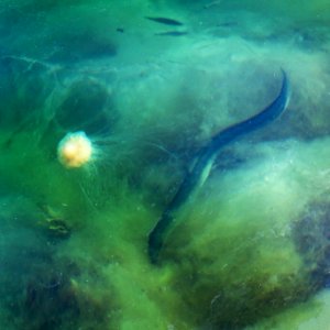 European eel in Gullmarn fjord 2