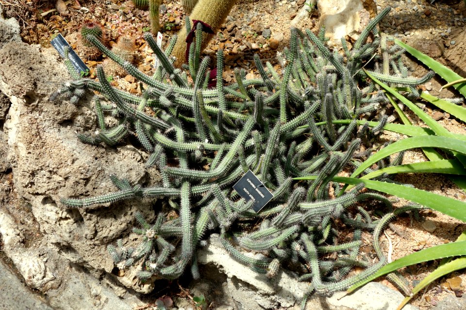 Euphorbia baioensis - Krohn Conservatory - DSC03558