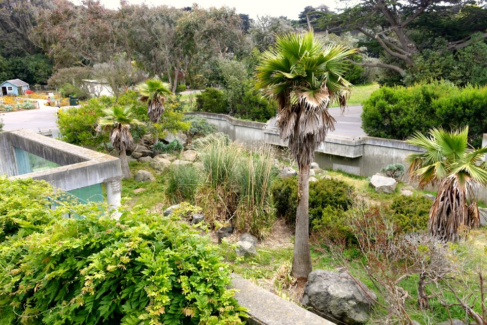Erythrocebus patas habitat - San Francisco Zoo - San Francisco, CA - DSC03839