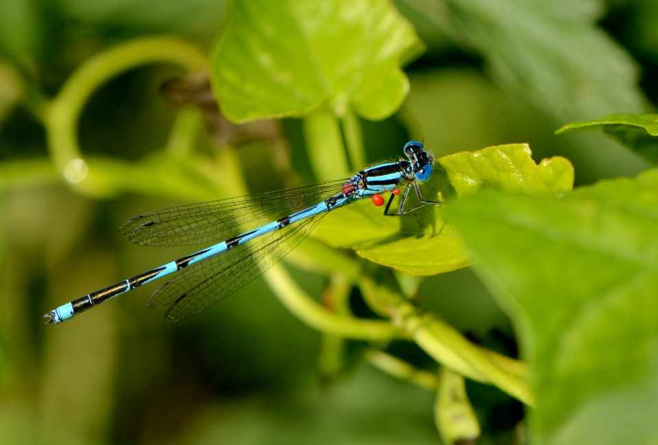 Erythromma lindenii 01