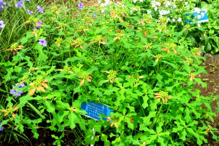 Euphorbia heterophylla - Urban Greening Botanical Garden - Kiba Park - Koto, Tokyo, Japan - DSC05374
