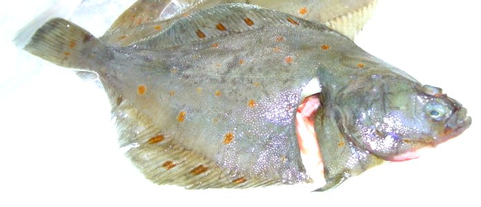 European Plaice