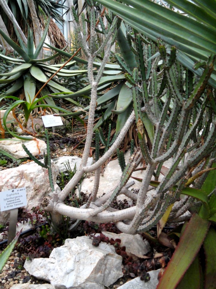 Euphorbia lydenburgensis - Palmengarten Frankfurt - DSC01735