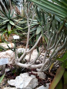 Euphorbia lydenburgensis - Palmengarten Frankfurt - DSC01735