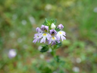 Euphrasia nemorosa flower (23)