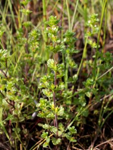Euphrasia bottnica Simo, Finland 14.07.2013