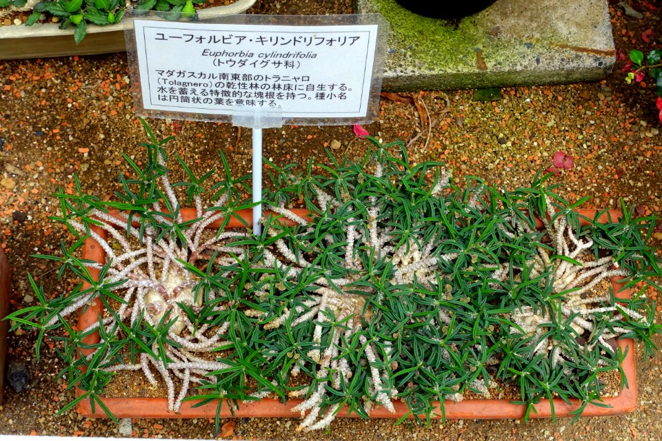 Euphorbia cylindrifolia - Food and Agriculture Museum - Setagaya, Tokyo, Japan - DSC09898