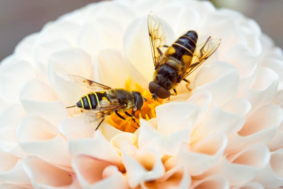 Fly mist bee nectar search