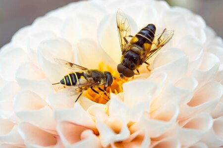 Fly mist bee nectar search