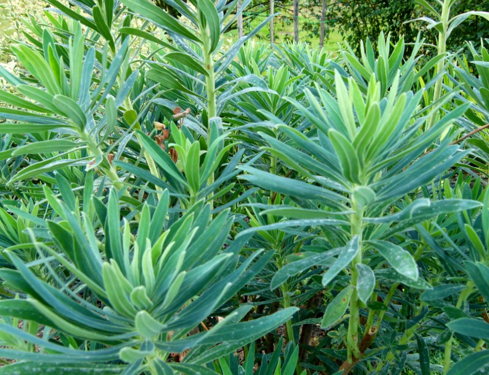 Euphorbia characias parc floral 2