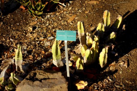 Euphorbia resinifera - San Luis Obispo Botanical Garden - DSC05937