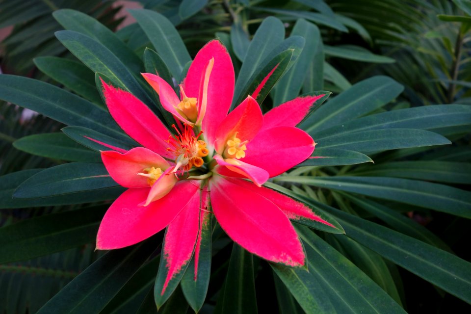 Euphorbia punicea - Brooklyn Botanic Garden - Brooklyn, NY - DSC07975