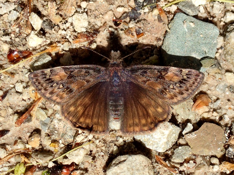 Erynnis juvenalis