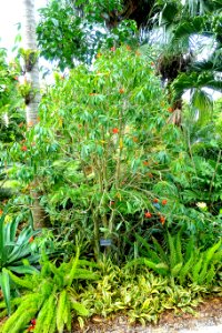 Euphorbia punicea - Mounts Botanical Garden - Palm Beach County, Florida - DSC03658