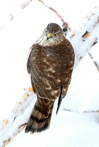 Sharp shinned hawk predator nature photo