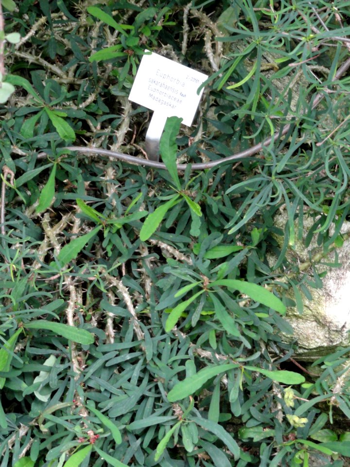 Euphorbia sakarahaensis - Palmengarten Frankfurt - DSC01677