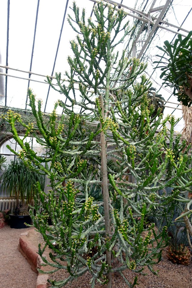 Euphorbia antiquorum (Euphorbia mayuranathanii) - Botanischer Garten - Heidelberg, Germany - DSC01385