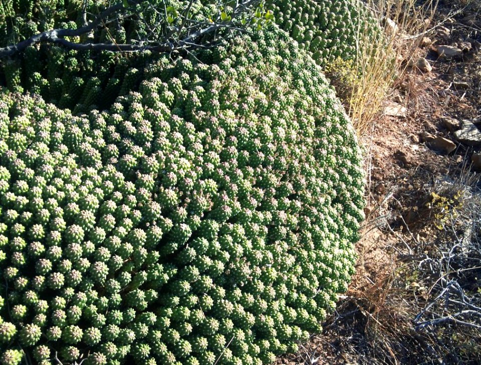 Euphorbia caput-medusae - Signal Hill - Cape Town 4