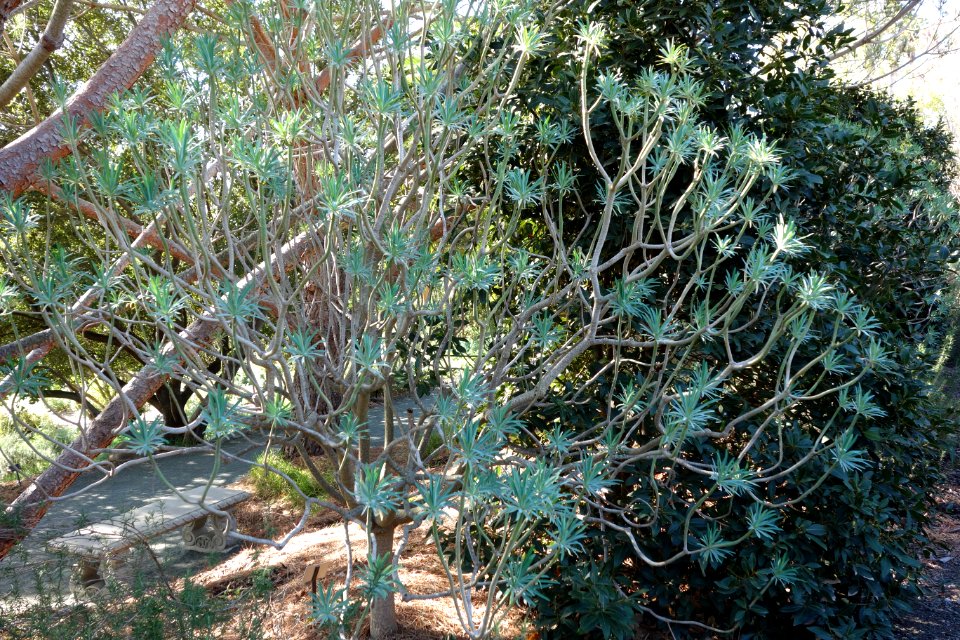Euphorbia bourgeana (Euphorbia lambii) - Leaning Pine Arboretum - DSC05585