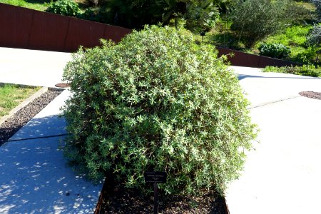 Euphorbia balsamifera - Jardín Botánico de Barcelona - Barcelona, Spain - DSC09077